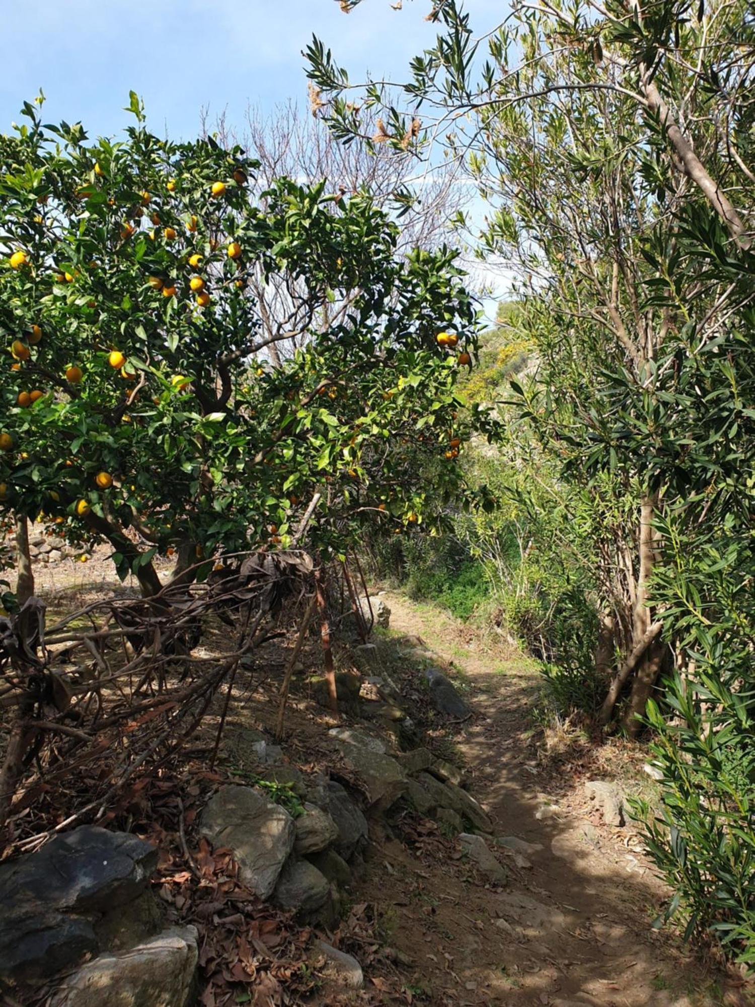 Casa Marlo, Spacious House In The Lively Centre Of Cómpeta מראה חיצוני תמונה